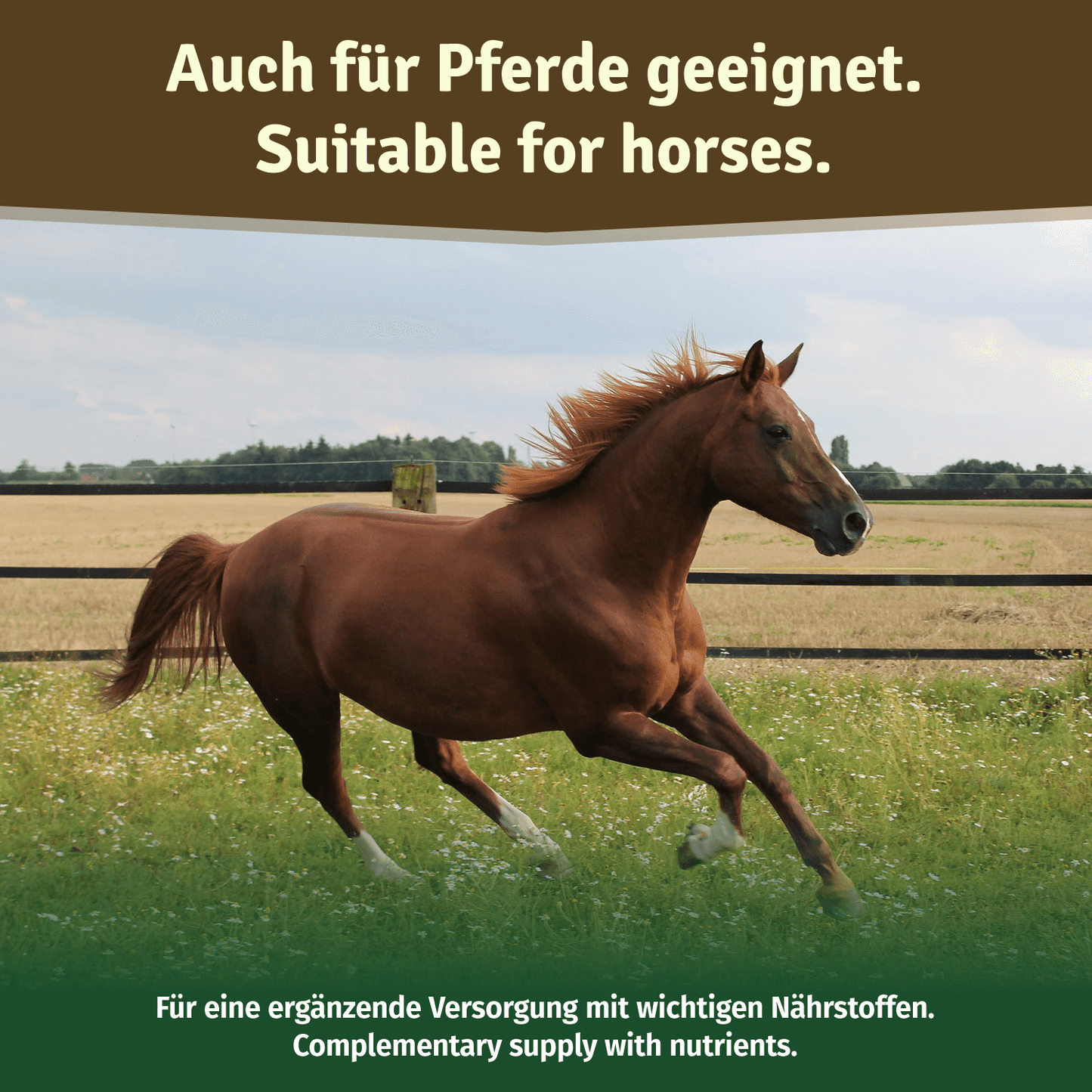 Grünlippmuschelpulver für Hunde, Katzen & Pferde